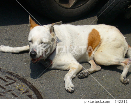 dog, dogs, on the road 542811