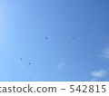 blue sky, black kite, early summer 542815