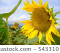 sunflower, sunflowers, sunflower field 543310