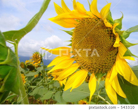 sunflower, sunflowers, sunflower field 543310