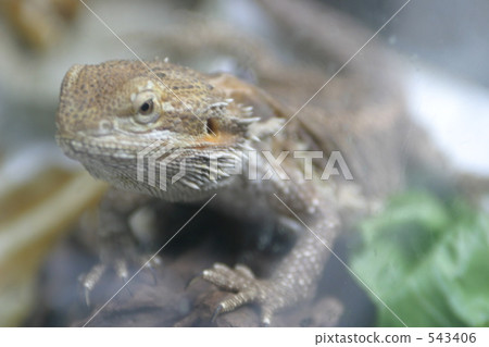 bearded dragon, lizard, a lizard 543406