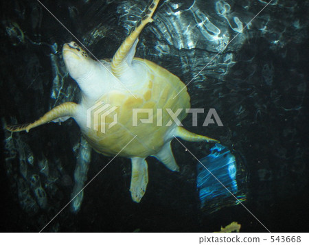 Sea turtle swimming elegantly Sea turtle swimming elegantly 543668