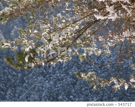 Takano Ryujin Skyline's Rake Ice 2 "Pine and Snow" 543717