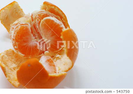 冬天“橘子” 冬天“橘子” 543750