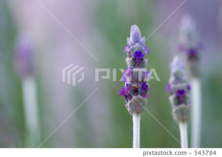 熏衣草 薰衣草 花朵 543784