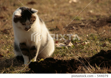 什麼是土壤？ 544079