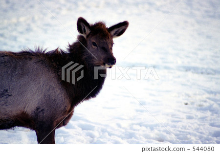 野生鹿度過冬天 野生鹿度過冬天 544080
