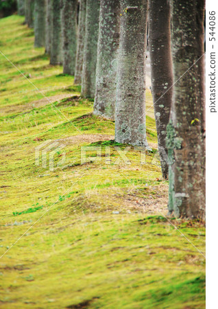 樹行 樹行 544086