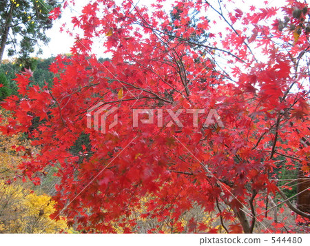 Autumn leaves in the Fukuchi Valley 544480