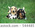 Cattle dachshund 544485