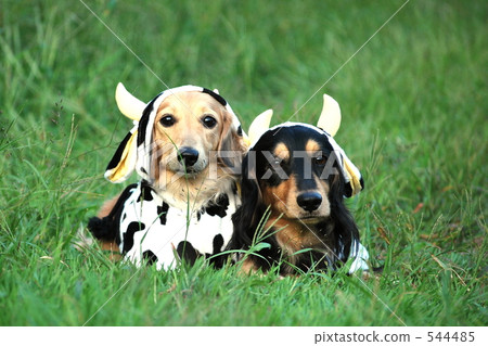 Cattle dachshund 544485