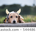 Cattle dachshund 544486