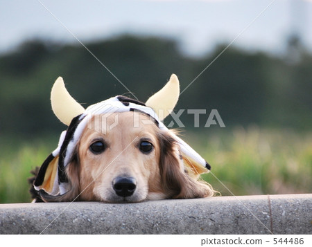 Cattle dachshund 544486