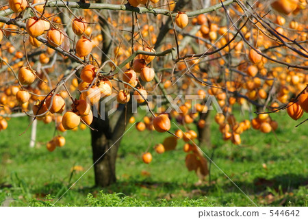Persimmon tree 544642