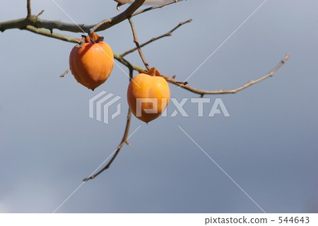 persimmon 544643