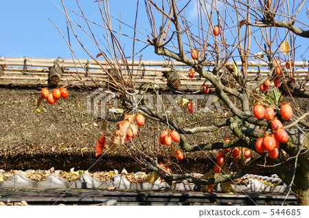 柿子 柿子 544685