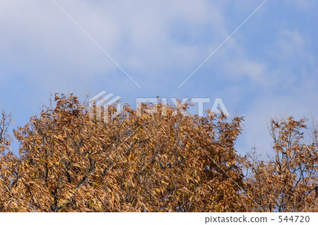 秋天的圖像 544720