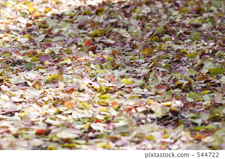 Fallen leaves Fallen leaves 544722