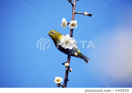 梅花和梅佐 544959