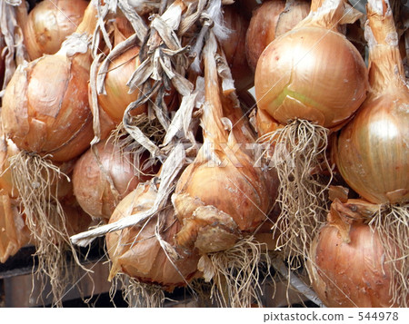 掛洋蔥 544978