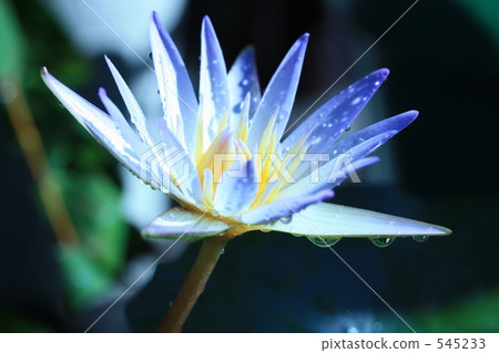 熱帶睡蓮乳液 熱帶睡蓮乳液 545233