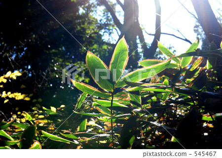 庫馬扎薩(伊肯斯省) 庫馬扎薩(伊肯斯省) 545467