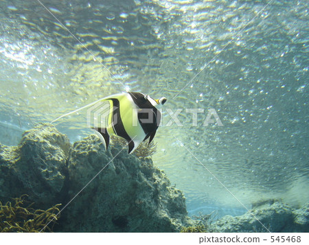 熱帶魚 水生的 水下 545468