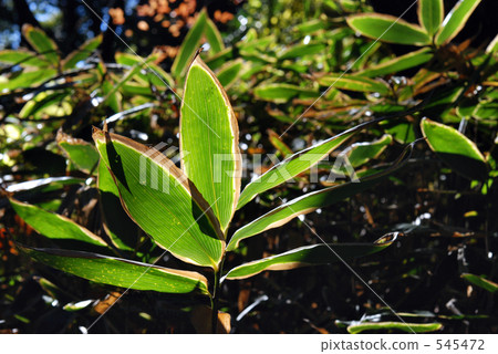 Kumazasa (Ikens Department) 545472