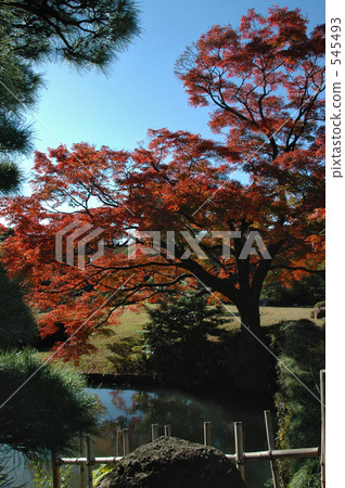 Late regener of Rokugien 545493