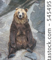 bear, bears, noboribetsu 545495