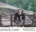 bear, bears, noboribetsu 545501