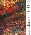 Yōgen-in Temple, falling autumn leaves, light and shade 545549