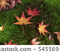 Autumn leaves 545569