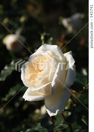 Roses in the afternoon Roses in the afternoon 545741