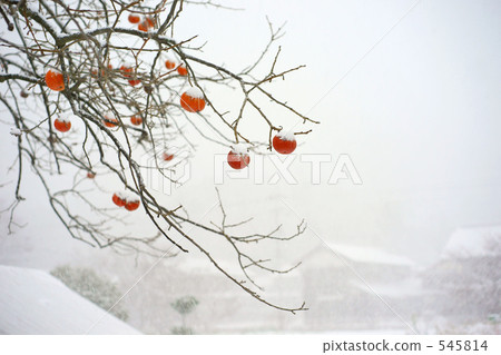 Persimmons and snow scenery 545814