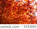 maple, yellow leafe, day 545880
