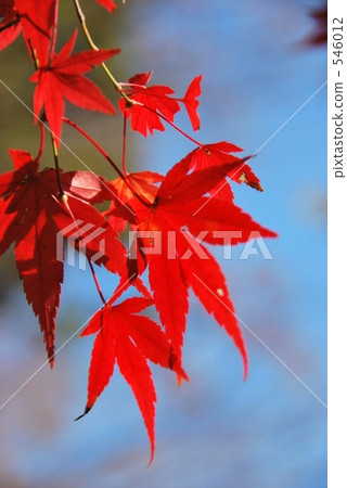 楓樹 紅楓 楓葉 546012