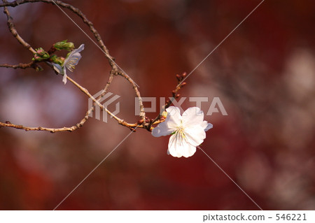 Winter cherry tree 546221