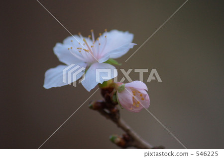 Winter cherry tree 546225