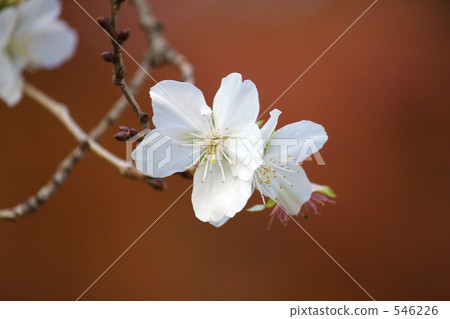 Winter cherry tree 546226