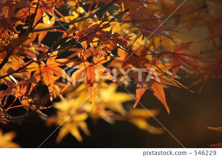 Autumn leaves 546229