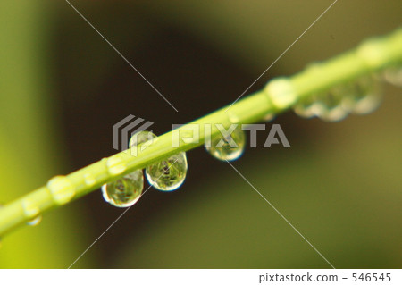 水滴 夏天 夏 546545