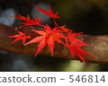 秋葉 楓樹 紅楓 546814