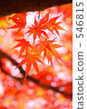 秋葉 楓樹 紅楓 546815