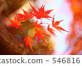 紅葉 秋葉 活力 546816
