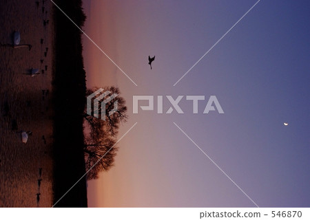 Twilight swan Twilight swan 546870