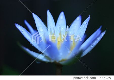 睡蓮在我面前 睡蓮在我面前 546989