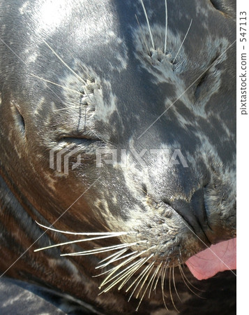 密封件 密封件 547113