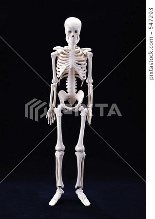 Human skeleton 547293