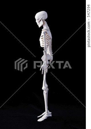 Human skeleton Human skeleton 547294